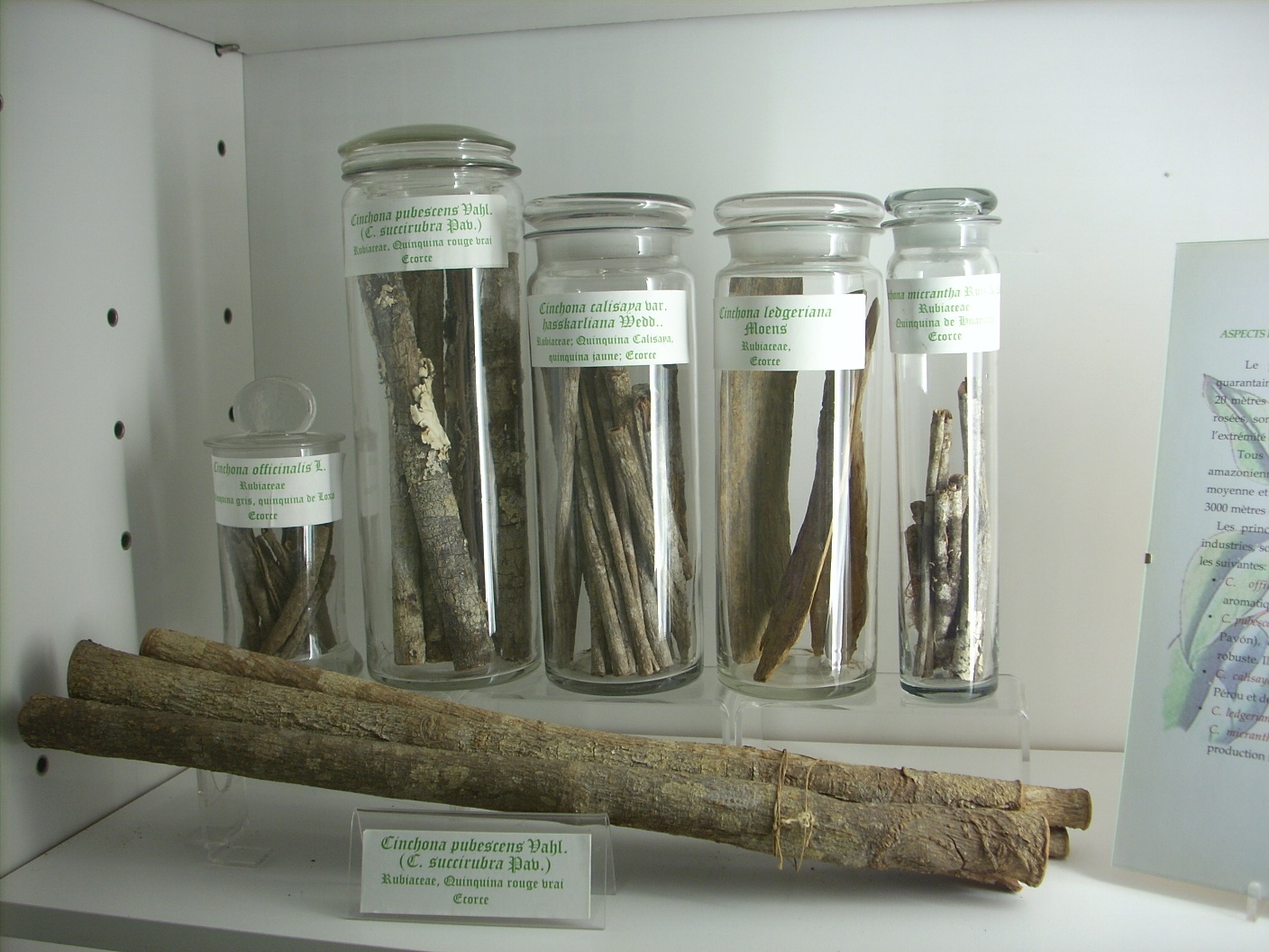 Cinchona samples, Musée des plantes médicinales et de la Pharmacie, ULB, Brussels (10).JPG